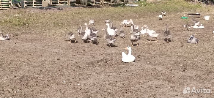 Линда гуси Серые крупные Мясо гуся