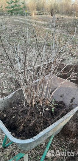 Гортензия анабель