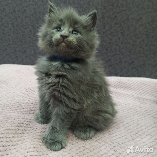 Котята мейн-кун