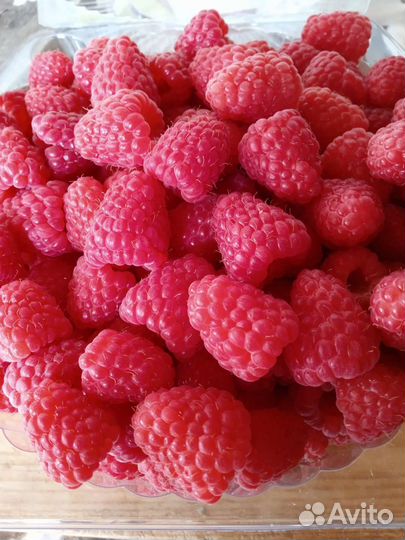 Малина ягоды с куста с доставкой