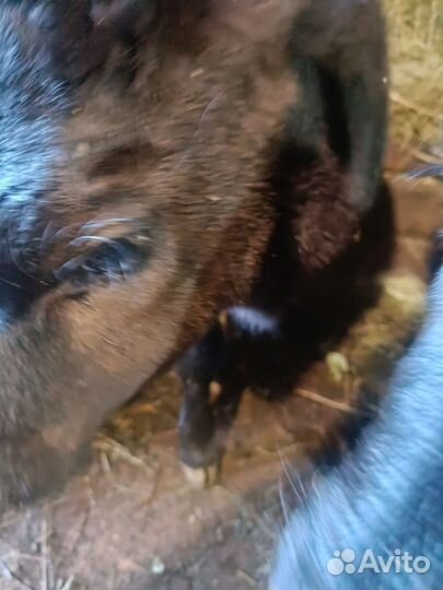 Телята телочки