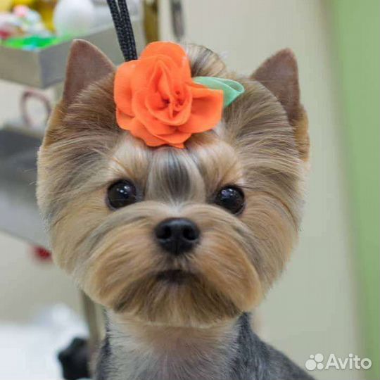 Стрижка собак и кошек. Груминг