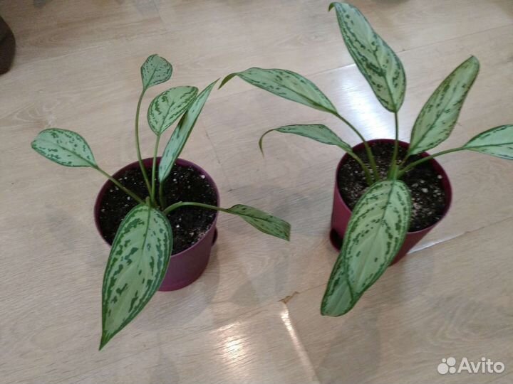 Аглаонема Мария кристина