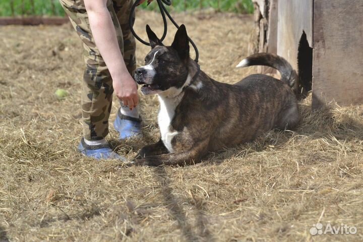 Марсель, метис питбуля в дар