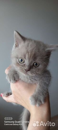 Котенок британец