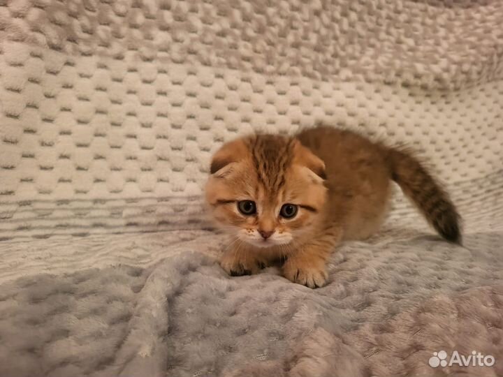 Кошки