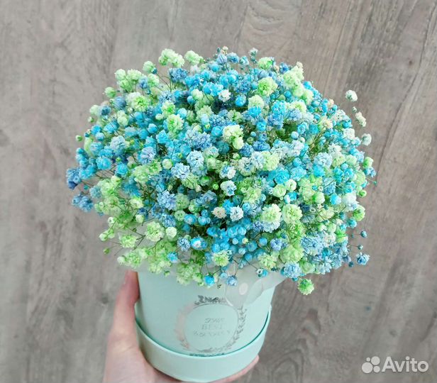 Радужная гипсофила