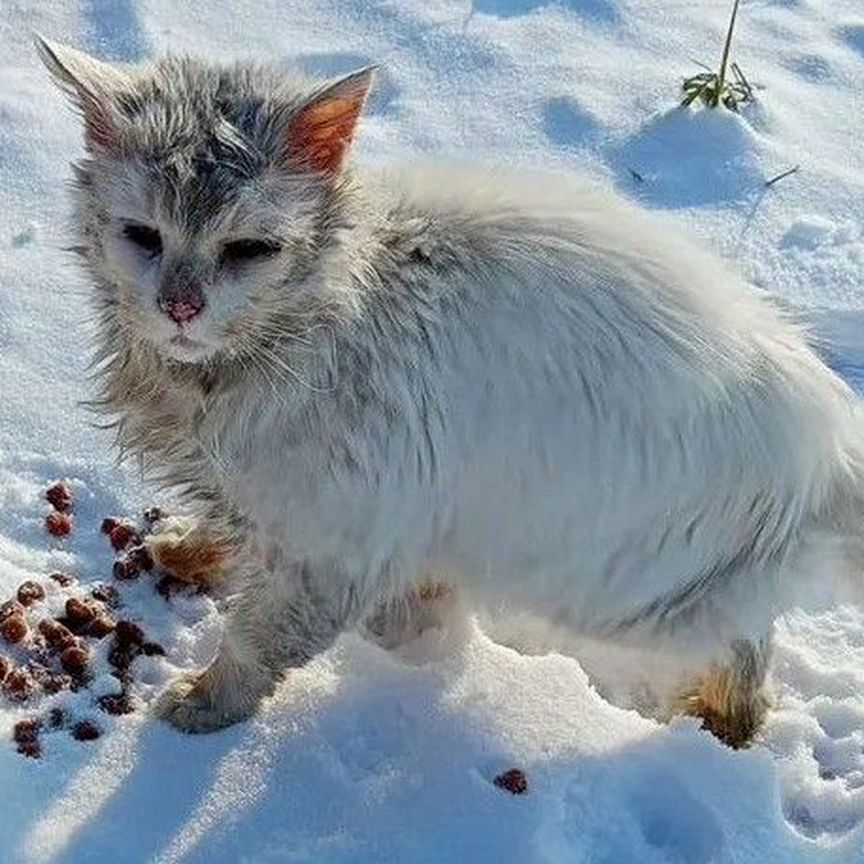 Кошка с набережной