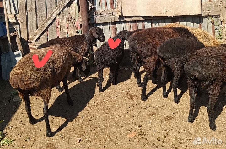 Племенной Баран