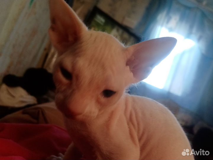 Донской сфинкс котята велюр