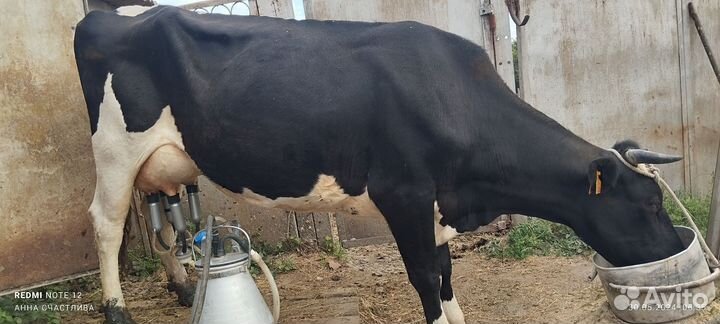 Корова дойная