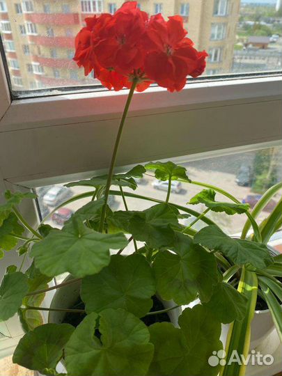 Венерин волос, каллизия, каланхое лечебное