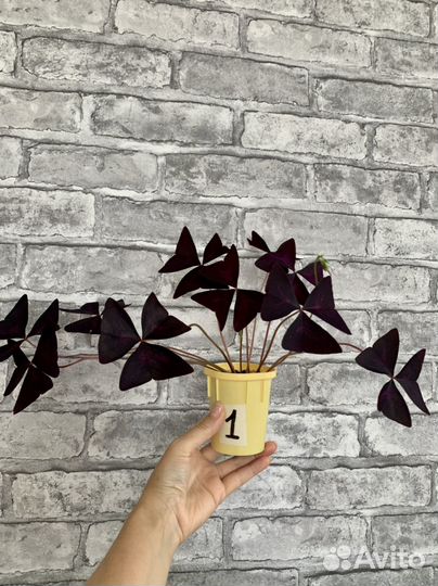 Цветок Оксалис, в народе «доброе утро», «кислица»