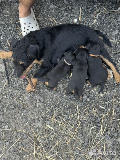 Щенки ягдтерьера