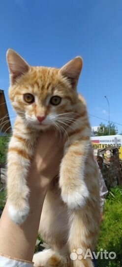 Котенок в добрые руки