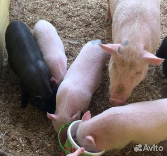 Поросята ландрас и дюрок