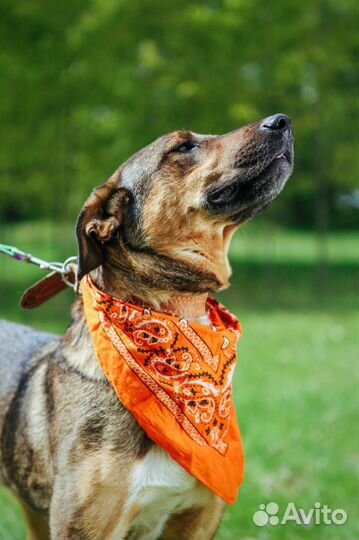 Собака Август из приюта Некрасовка ищет дома