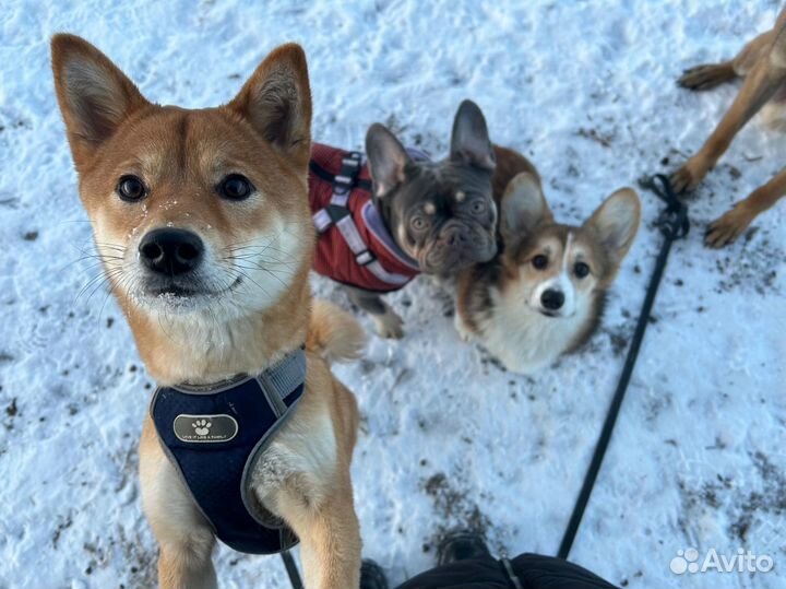 Зоогостиница. Передержка домашних животных