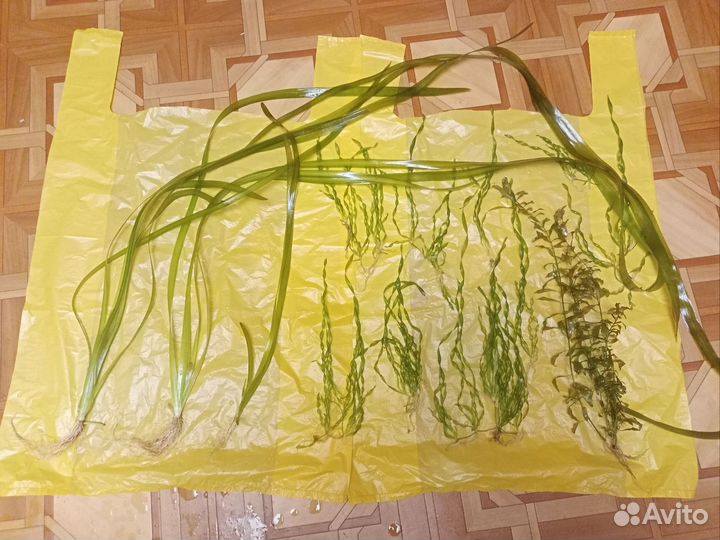 Аквариум растения прополка