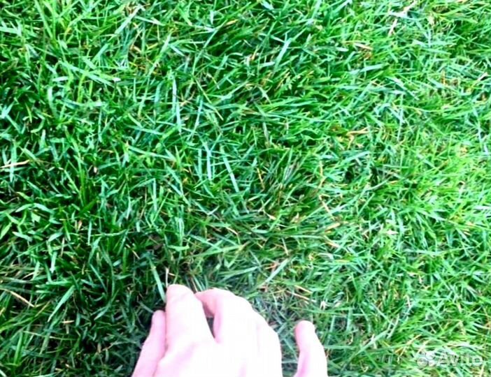 Рулонный газон