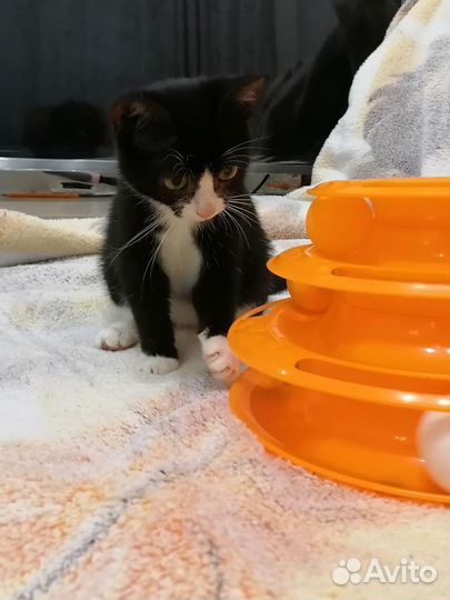 Котенок. 2.5 мес
