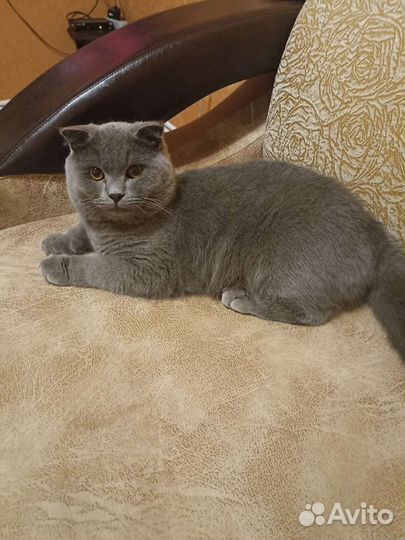 Шотландский кот.Вязка