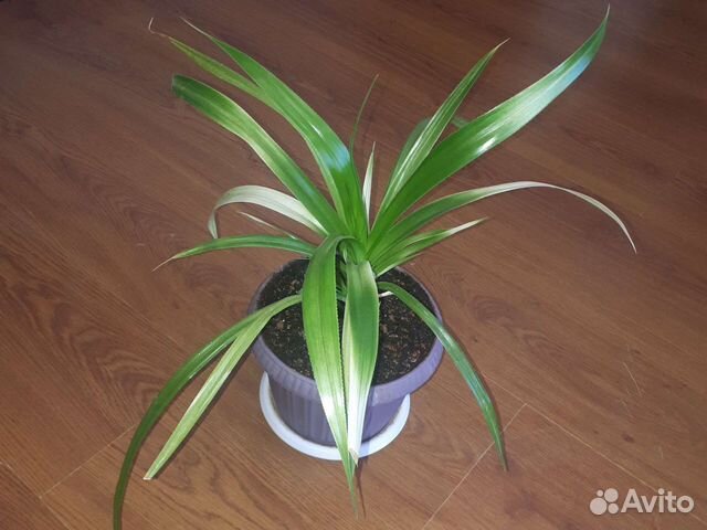 Комнатные цветы. Панданус