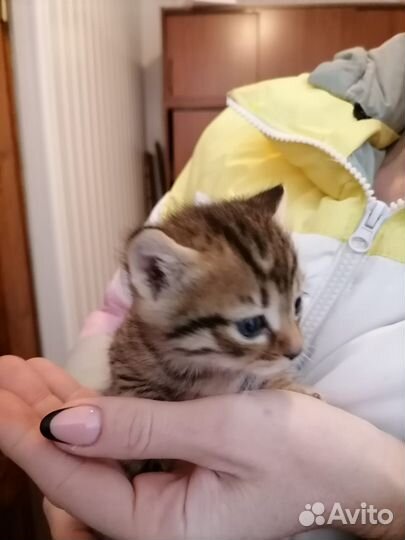 Котенок мальчик