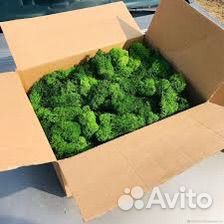 Стабилизированный мох