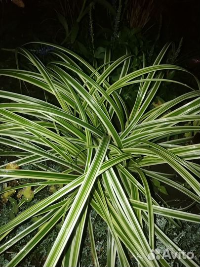 Декоративные злаки