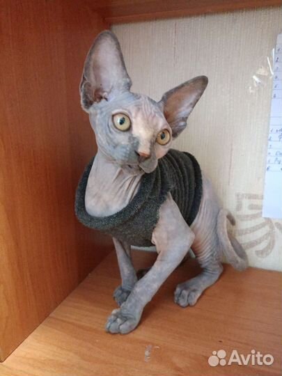 Канадский сфинкс