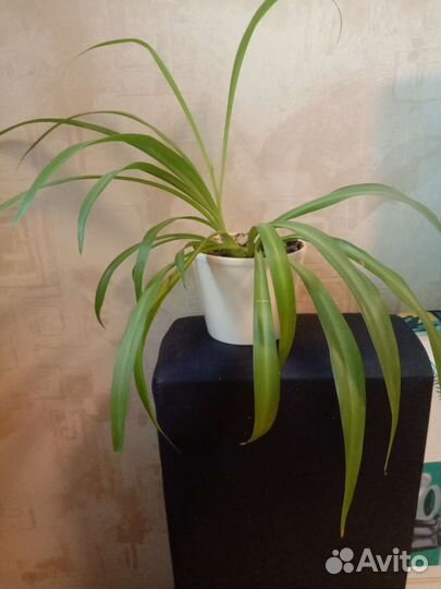 Хлорофитум