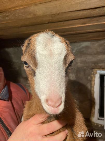 Козочки ламанча. Коза дойная