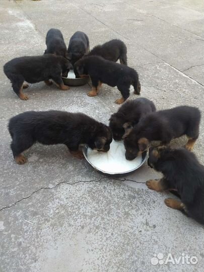 Щенки немецкой овчарки