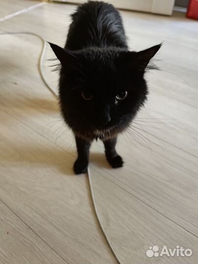 Кошка в хорошие руки