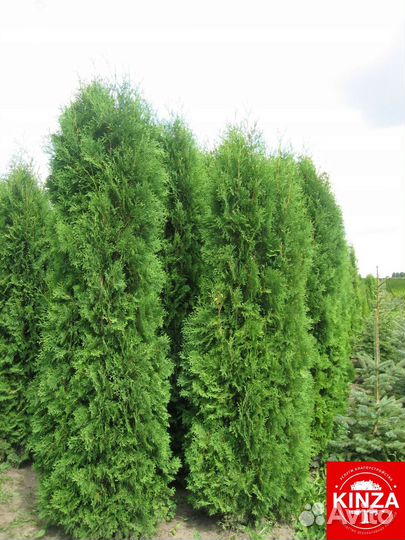 Туя колумна из питомника
