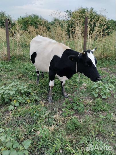 Коровы и телки