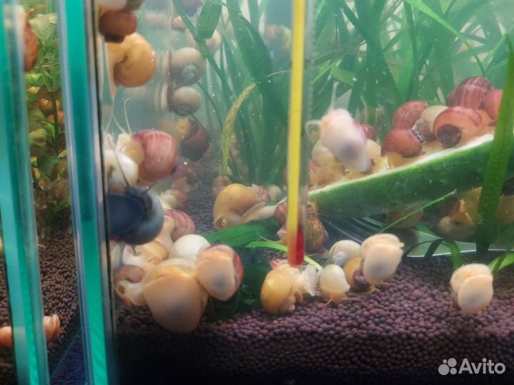 Улитка Ампулярия