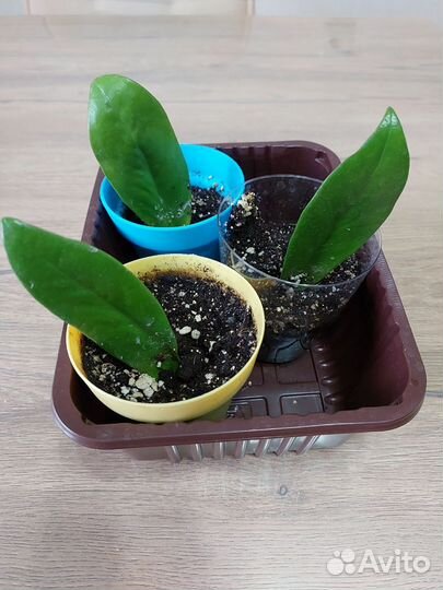 Замиокулькас