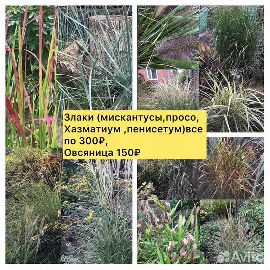 Цветы уличные