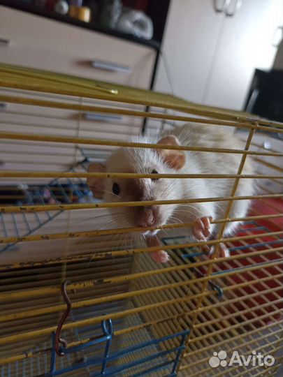 Крыса с клеткой