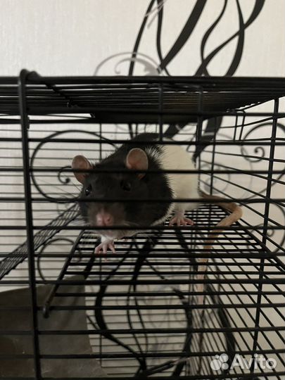 Крыса с клеткой бесплатно