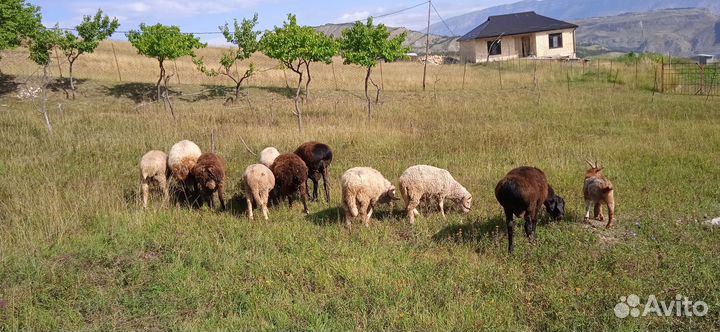 Овцы бараны