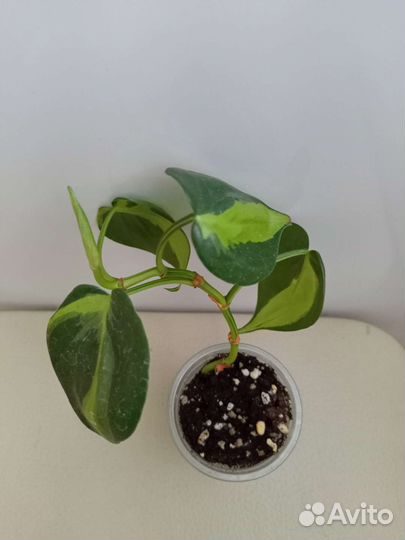 Филодендроны ампельные Сканденс