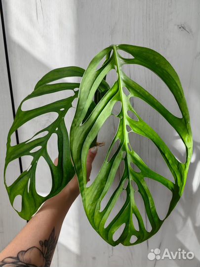 Монстера эскилето черенки