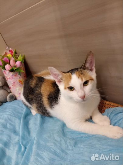 Котенок в добрые руки