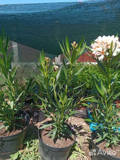 Олеандр персик и красный