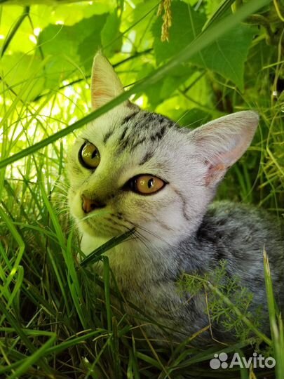 Отдам кошечку в добрые руки