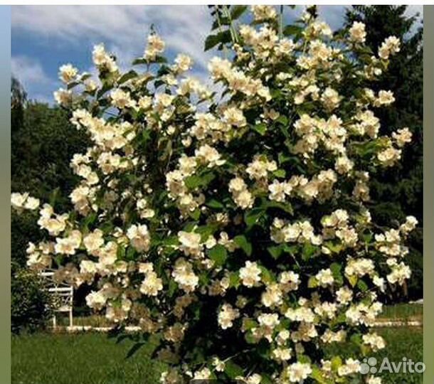 Жасмин,черемуха красная,барбарис,клубника