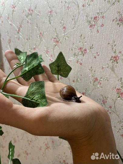 Улитки Архахатина маргината овум